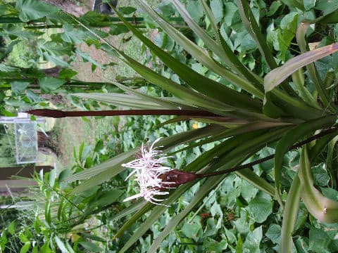 Crinum asiaticum