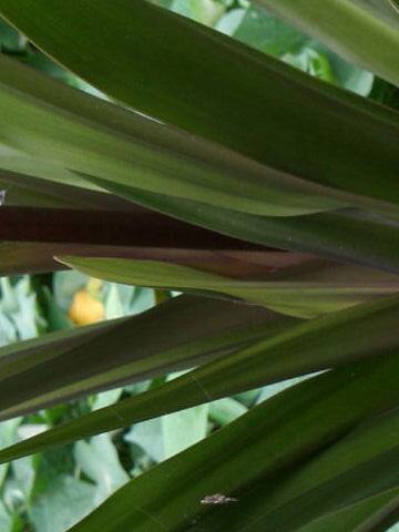 Crinum asiaticum