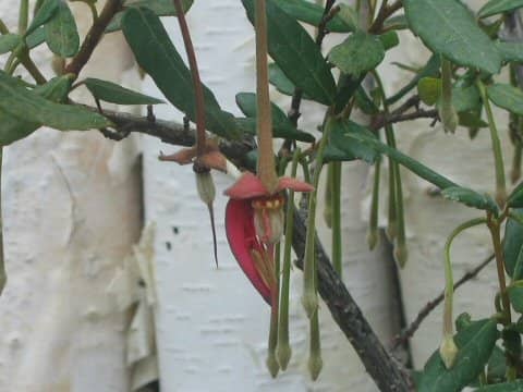 Crinodendron hookerianum