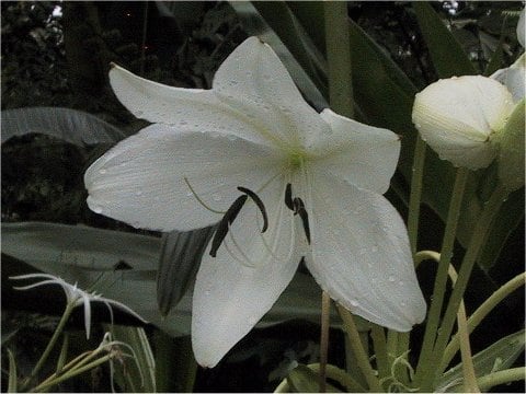 Crinum jagus
