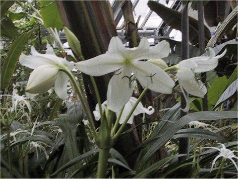 Crinum jagus
