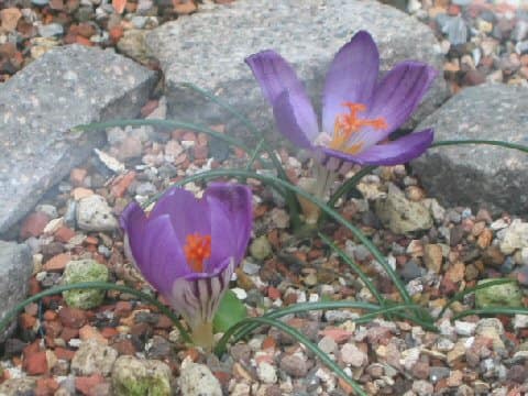 Crocus corsicus