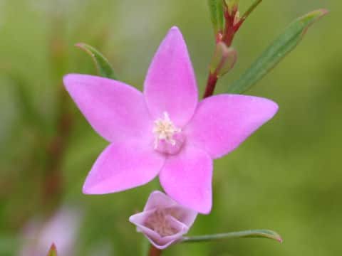 Crowea exalata