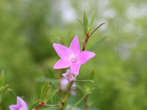 Crowea exalata