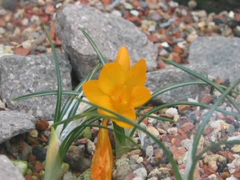 Crocus flavus