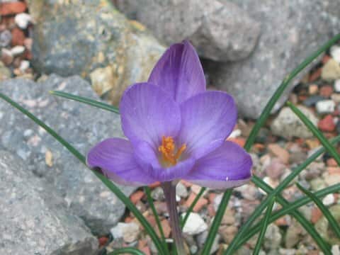 Crocus minimus
