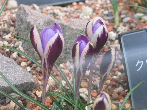 Crocus minimus