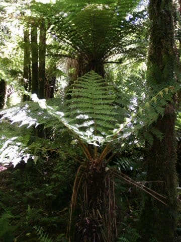 Cyathea smithii