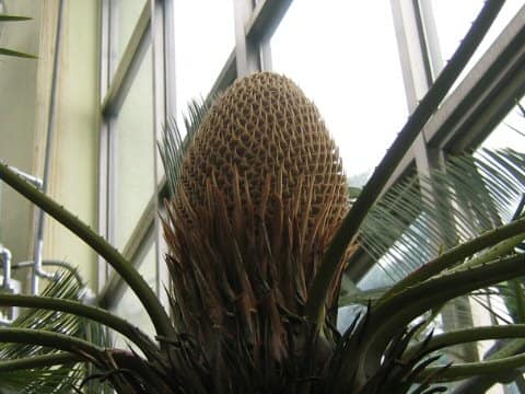 Cycas media