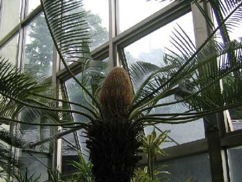 Cycas media