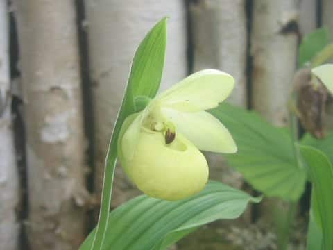 Cypripedium flavum