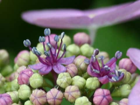 Hydrangea macrophylla f. normalis