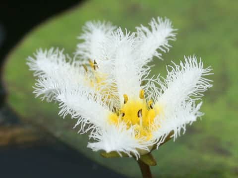 Nymphoides indica