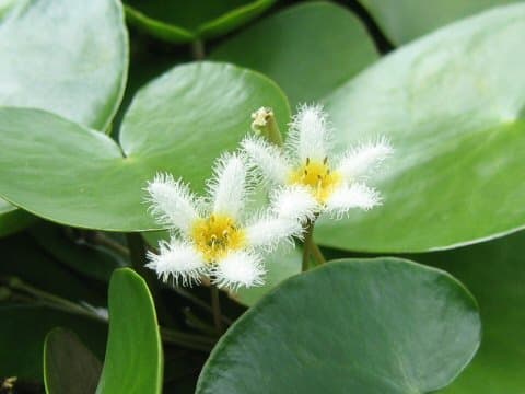 Nymphoides indica