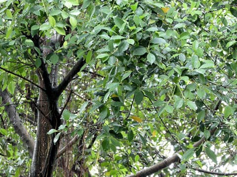 Ficus retusa