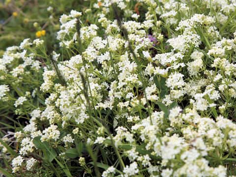 Galium megalospermum