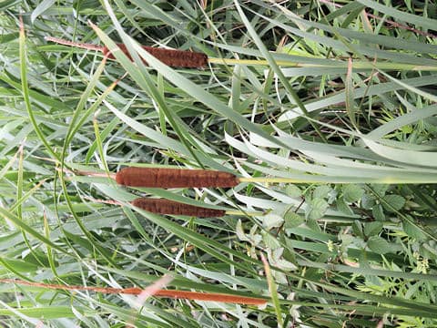 Typha latifolia