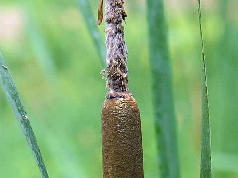 Typha latifolia