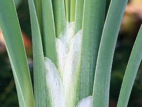 Typha latifolia