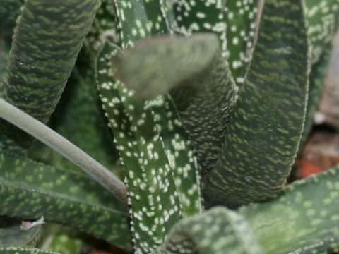Gasteria acinacifolia