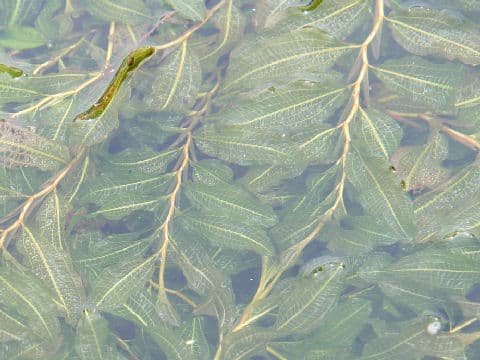 Potamogeton dentatus