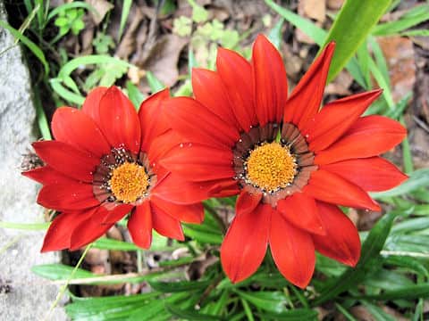 Gazania sp.