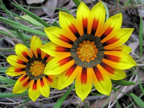 Gazania sp.