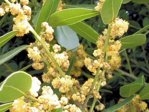 Laurus nobilis