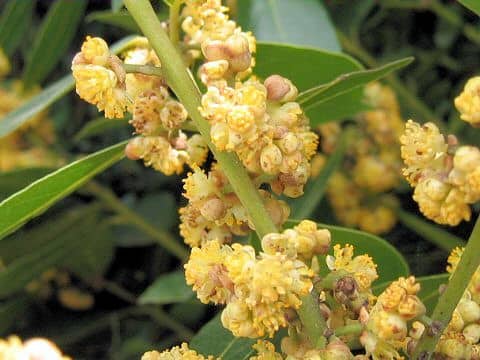 Laurus nobilis