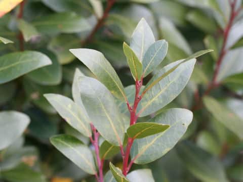 Laurus nobilis