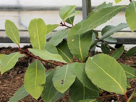 Laurus nobilis