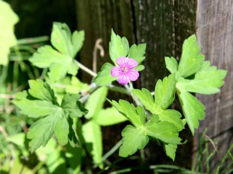 Geranium thunbergii