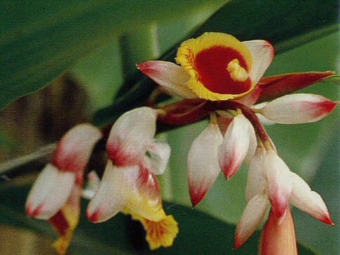Alpinia speciosa