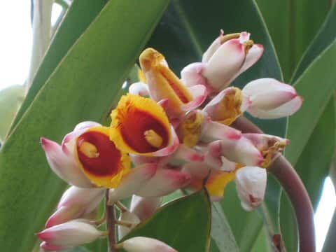 Alpinia speciosa