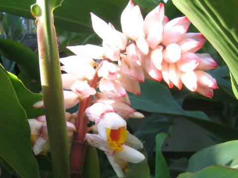 Alpinia speciosa