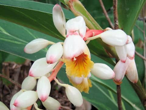 Alpinia speciosa