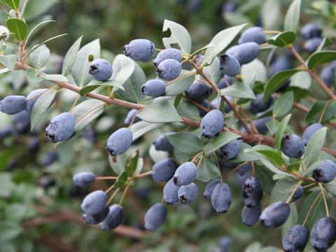 Myrtus communis