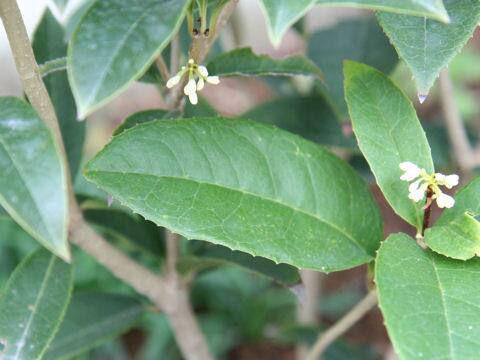 Osmanthus fragrans var. fragrans