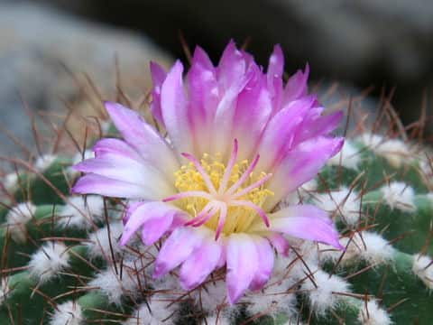 Neoporteria nidus