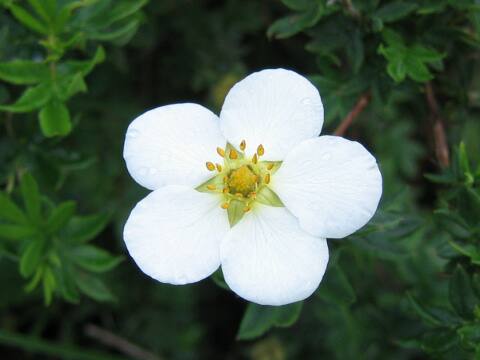 Potentilla fruticosa var. leucantha