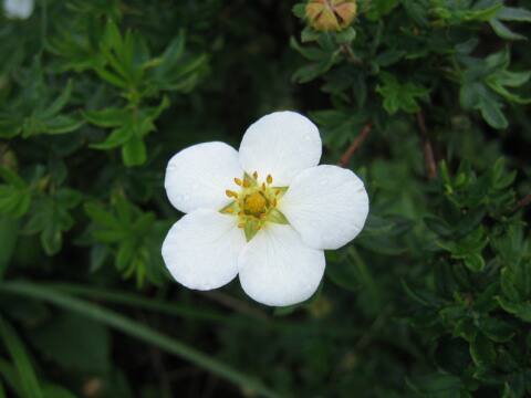 Potentilla fruticosa var. leucantha