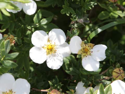 Potentilla fruticosa var. leucantha
