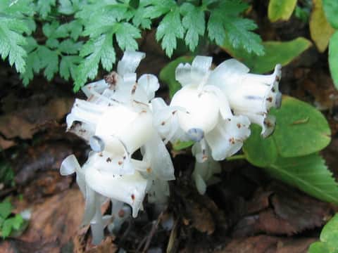 Monotropastrum humile