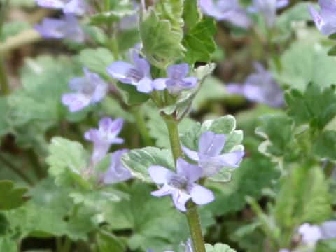 Glechoma hederacea cv. Variegata