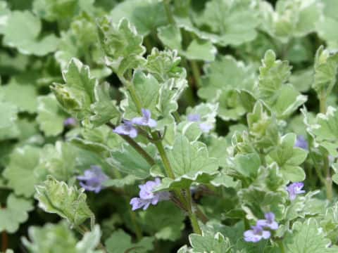 Glechoma hederacea cv. Variegata