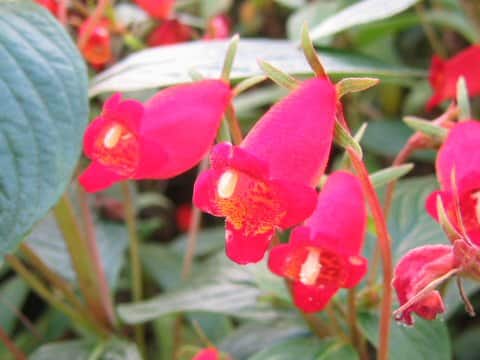 Gloxinia cv. Chic