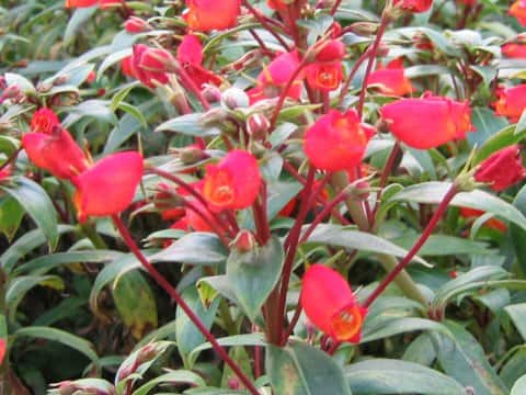 Gloxinia cv. Chic