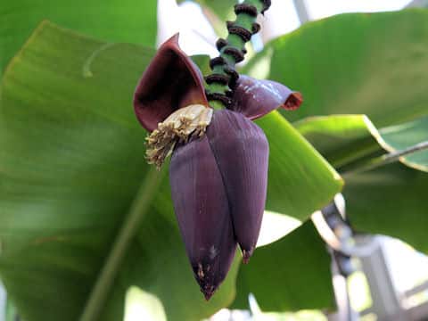 Musa sapientum