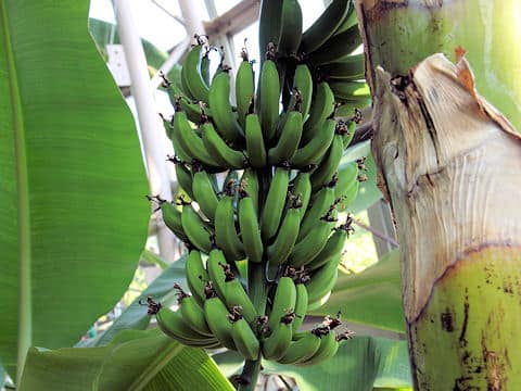 Musa sapientum