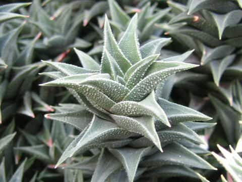 Haworthia sp.